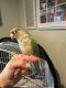 Conure Birds for sale in Miller Place, New York. price: $500
