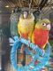 Conure Birds for sale in Gainesville, VA 20155, USA. price: NA