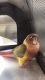 Conure Birds for sale in St. Louis, MO, USA. price: $400