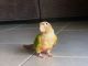 Conure Birds for sale in Cypress, TX 77433, USA. price: NA