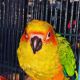 Conure Birds for sale in Matawan, NJ 07747, USA. price: NA