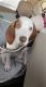 Coonhound/beagle puppy