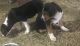 Coonhound Australian Shepherd mix puppies available in Wisconsin