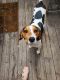 Coonhound Puppies for sale in Thompson's Station, TN, USA. price: $1