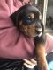 Coonhound Puppies for sale in Flemingsburg, KY 41041, USA. price: $200