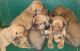 Coonhound Puppies for sale in Lockwood, NY 14859, USA. price: $350
