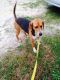 Coonhound Puppies for sale in Sweetwater, TN 37874, USA. price: NA