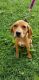 Coonhound Puppies for sale in Maryville, TN, USA. price: $200