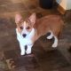 Corgi Puppies for sale in Indianapolis, IN, USA. price: $600