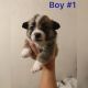 Corgi Puppies for sale in Price, UT 84501, USA. price: NA