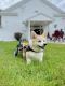 Corgi Puppies for sale in Nebraska City, NE 68410, USA. price: NA