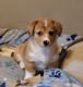 Corgi Puppies for sale in McCordsville, IN 46055, USA. price: $750