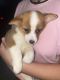Corgi Puppies for sale in Pearland, TX 77584, USA. price: $700