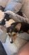 Corgi Puppies for sale in Olathe, KS, USA. price: $400