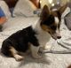 Corgi Puppies for sale in Fort Wayne, IN, USA. price: $600