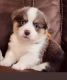 Corgi Puppies for sale in Delphi, IN 46923, USA. price: $1,800