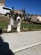 Corgi Puppies for sale in Kamas, UT 84036, USA. price: NA