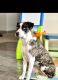 Corgi Puppies for sale in Manti, UT 84642, USA. price: NA