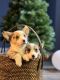 Corgi Puppies for sale in San Jose, CA, USA. price: NA