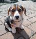 Corgi Puppies for sale in Norfolk, VA, USA. price: NA