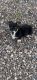 Corgi Puppies for sale in Surprise, AZ, USA. price: NA