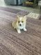 Corgi Puppies for sale in St. George, UT, USA. price: NA