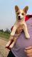 Corgi Puppies for sale in Columbus, OH, USA. price: NA