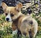 Corgi Puppies for sale in Lake Station, IN, USA. price: NA