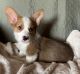 Corgi Puppies for sale in Gaston, IN 47342, USA. price: $1,000