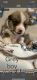 Corgi Puppies for sale in LaFollette, TN, USA. price: $1,000