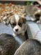 Corgi Puppies for sale in Yuba City, California. price: $2,500