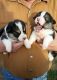 Corgi Puppies for sale in Peterstown, WV 24963, USA. price: NA