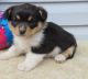 Corgi Puppies for sale in Worcester, MA, USA. price: NA