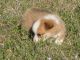 Corgi Puppies for sale in Murfreesboro, TN, USA. price: $750