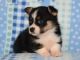 Corgi Puppies for sale in Boston, MA, USA. price: NA
