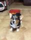 Corgi Puppies for sale in Pittsboro, IN 46167, USA. price: $500