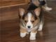 Corgi Puppies for sale in Decker, MT 59025, USA. price: NA