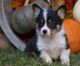 Corgi Puppies for sale in Boston, MA 02109, USA. price: NA