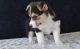 Corgi Puppies for sale in Charleston, WV 25326, USA. price: NA