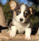 Corgi Puppies for sale in Columbus, OH, USA. price: NA