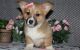 Corgi Puppies for sale in Omaha, NE, USA. price: NA