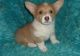 Corgi Puppies for sale in Salt Lake City, UT 84141, USA. price: NA