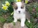 Corgi Puppies for sale in Charlotte, NC, USA. price: $500