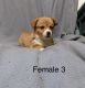 Corgi Puppies for sale in Grayling, MI 49738, USA. price: NA