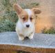 Corgi Puppies for sale in Knoxville, TN, USA. price: $800