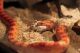 Corn Snake Reptiles for sale in Los Angeles, CA, USA. price: $150