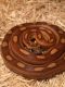 Corn Snake Reptiles for sale in Escondido, CA, USA. price: NA