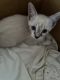 Cornish Rex Cats for sale in New Kings Rd, Jacksonville, FL 32209, USA. price: $60