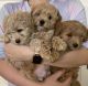 Coton De Tulear Puppies