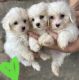 Coton De Tulear Puppies for sale in Mountain Grove, MO 65711, USA. price: $1,000